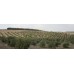Equal Exchange Fair Trade Organic Extra Virgin Olive Oil (Sindyanna 500 ml - 16.9 fl. oz.)