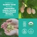 Navitas Organics Mulberries (8 oz.) - 20% OFF!